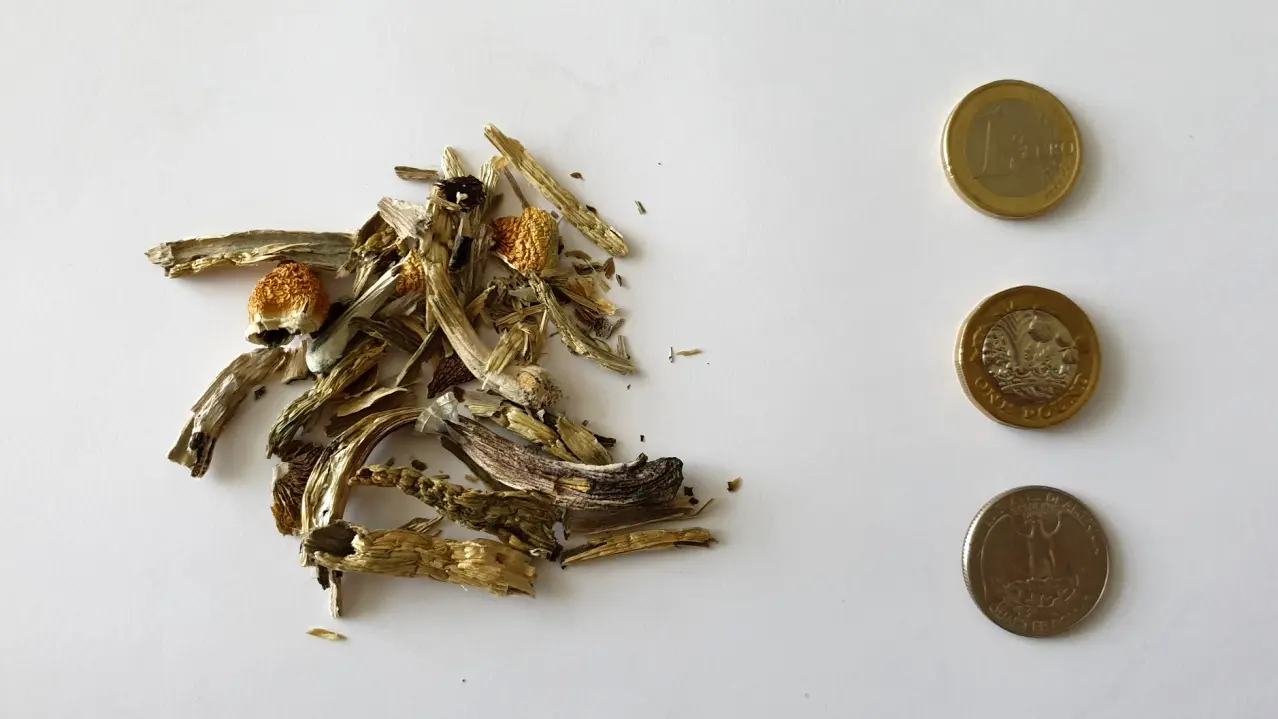 2g of dried psilocybe cubensis with 1€, 1£ and 25 cents