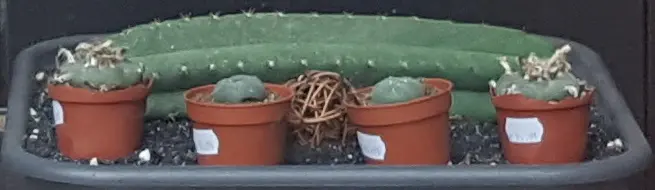 A nice fat chunk of san pedro sitting behind some peyote buttons