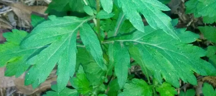 Traditionally used by witches for an array purposes, mugwort is sometimes considered to be a sacred herb which bestows magical or psychic powers